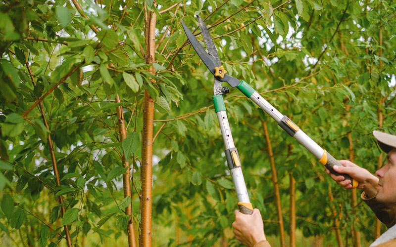 Tree trimming in Palm Harbor, FL
